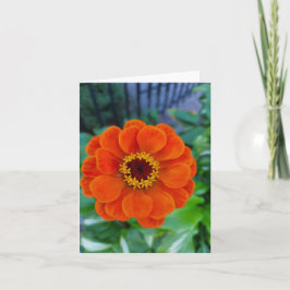 Orange zinnia Blume Karte