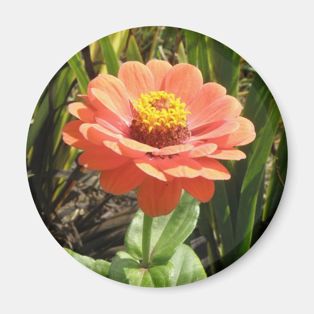 Orange Zinnia Blume Magnet (Vorne)