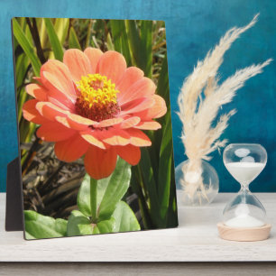 Orange Zinnia Blume Plaque Fotoplatte