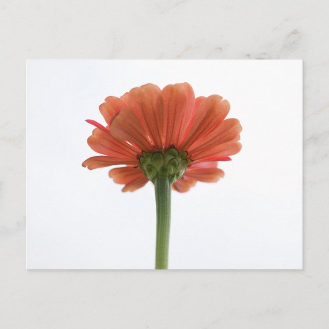 Orange Zinnia Blume Postkarte (Vorderseite)