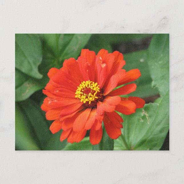 Orange Zinnia Blume Postkarte (Vorderseite)