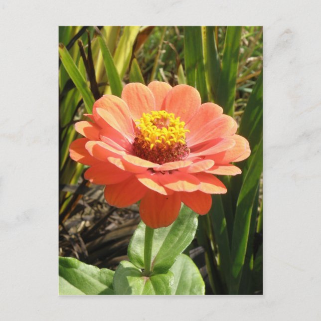 Orange Zinnia Blume Postkarte (Vorderseite)