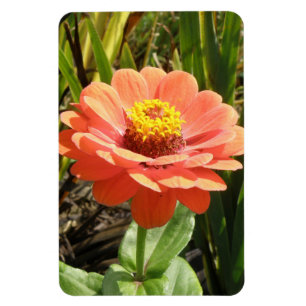 Orange Zinnia Blume Premium Magnet