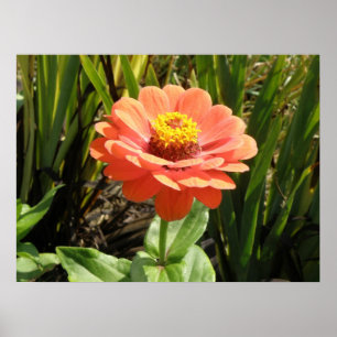 Orange Zinnia Blume Print Poster