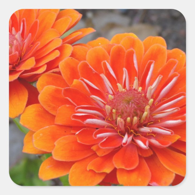 Orange Zinnia Blume Quadratischer Aufkleber (Vorderseite)