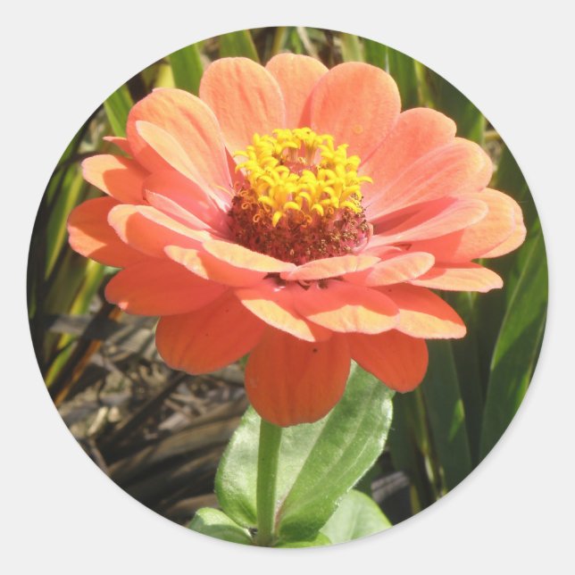 Orange Zinnia Blume Stickers (Vorderseite)