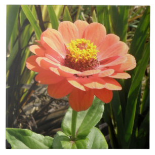 Orange Zinnia Blume Tile Fliese