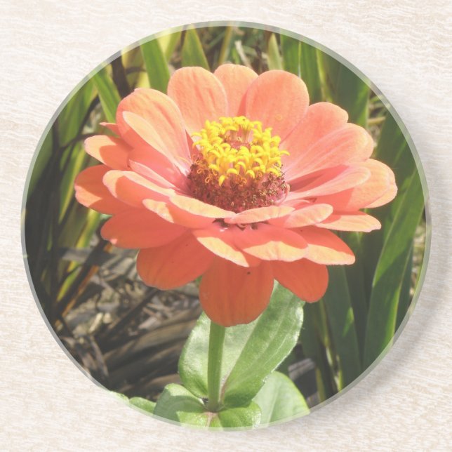 Orange Zinnia Blume Untersetzer (Vorne)