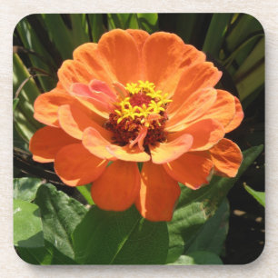Orange Zinnia Cork Untersetzer