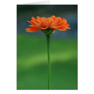 Orange Zinnia durch Entwürfe Cynthias Turner