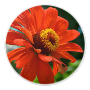 Orange Zinnia Keramikknauf