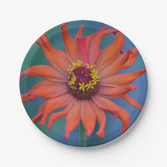 Orange Zinnia Papierplatte Pappteller (Vorderseite)