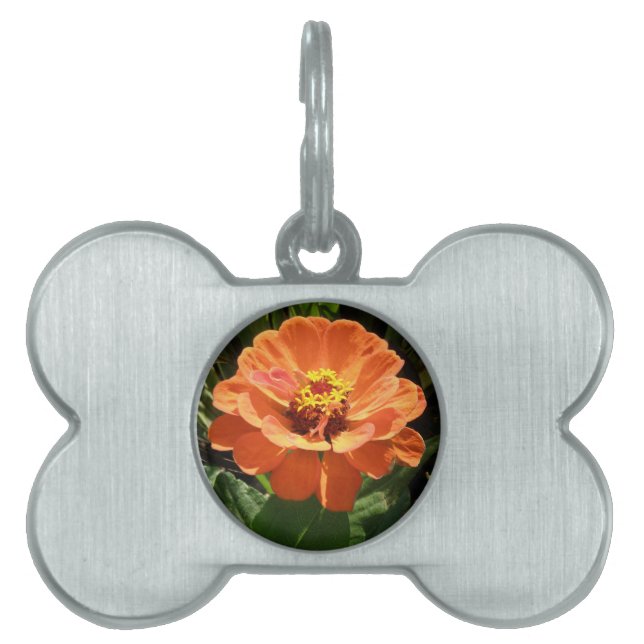Orange Zinnia Pet Tag Tiermarke (Vorderseite)