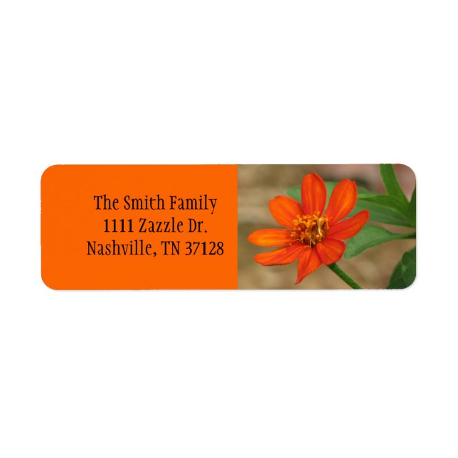 Orange Zinnia Profusion (Vorne)