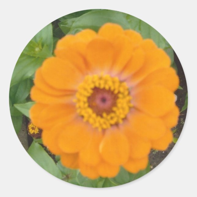 Orange Zinnia Runder Aufkleber (Vorderseite)