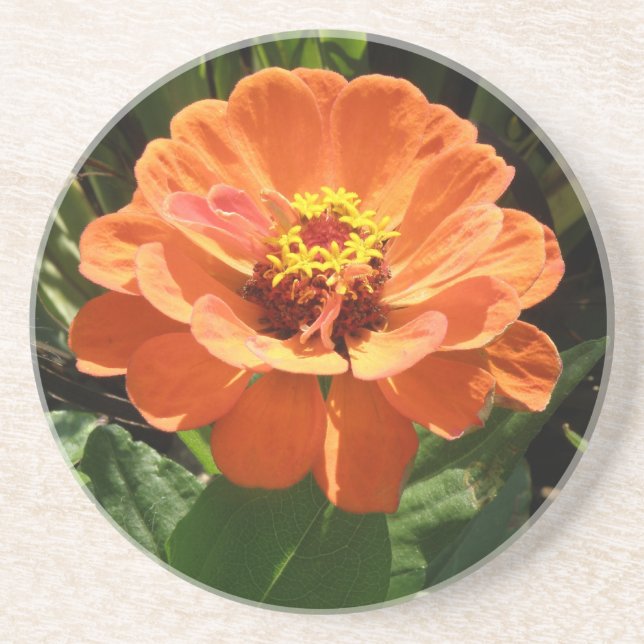 Orange Zinnia Untersetzer (Vorne)