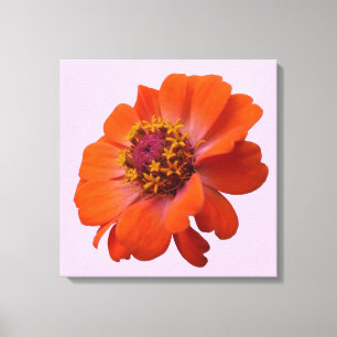 Orange Zinnia Wildblume Natur Flora Leinwanddruck