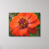 Orange Zinnia Wildblume Natur Flora