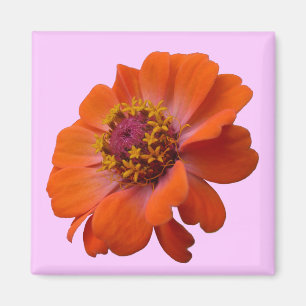 Orange Zinnia Wildblume Natur Flora Magnet