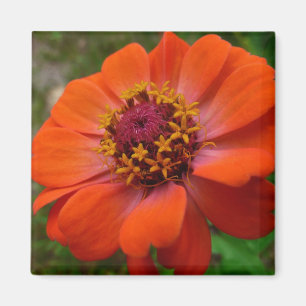 Orange Zinnia Wildblume Natur Flora Magnet