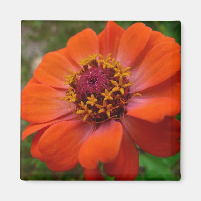 Orange Zinnia Wildblume Natur Flora Magnet (Vorne)
