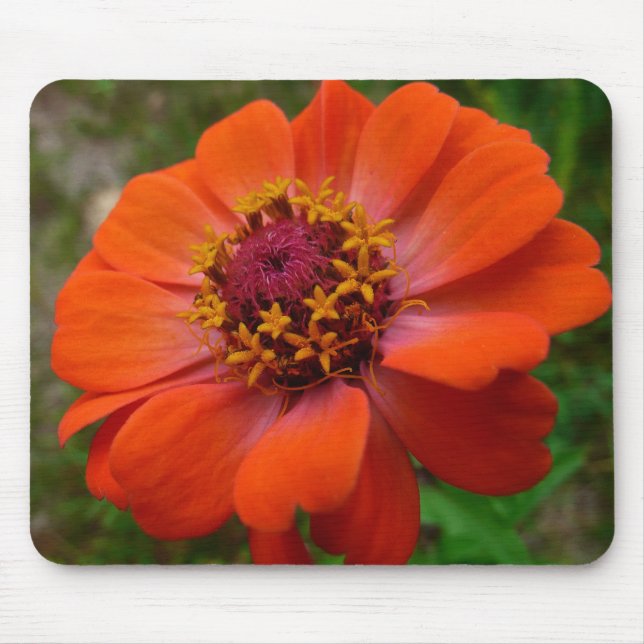 Orange Zinnia Wildblume Natur Flora Mousepad (Vorne)