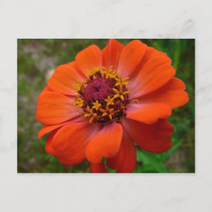 Orange Zinnia Wildblume Natur Flora Postkarte