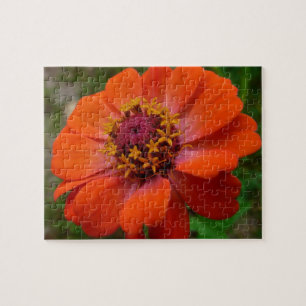 Orange Zinnia Wildblume Natur Flora Puzzle
