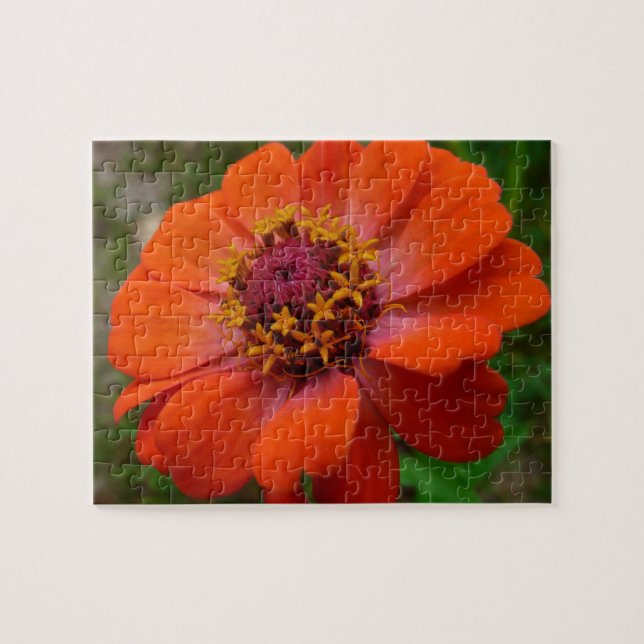 Orange Zinnia Wildblume Natur Flora Puzzle (Horizontal)