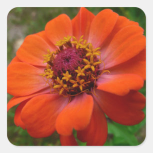 Orange Zinnia Wildblume Natur Flora Quadratischer Aufkleber