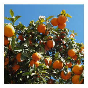 orange, Zitrone, Frucht, frisch, Scheibe, Essen, r Poster