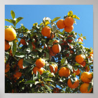 Orange, Zitrusfrüchte, frische Früchte, Scheiben, 