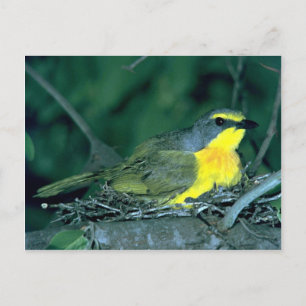 Orangebreasted Bush Shrike Postkarte