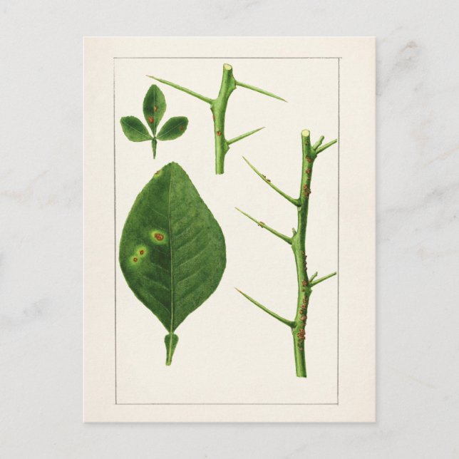 Orangefarbene Blätter (Poncirus Trifoliata) Malere Postkarte (Vorderseite)