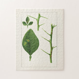 Orangefarbene Blätter (Poncirus Trifoliata) Malere Puzzle