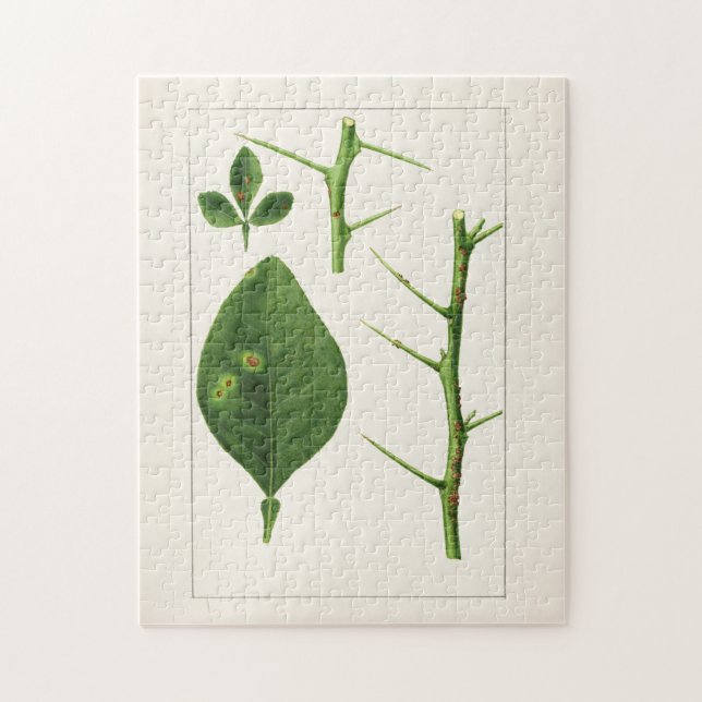 Orangefarbene Blätter (Poncirus Trifoliata) Malere Puzzle (Vertikal)