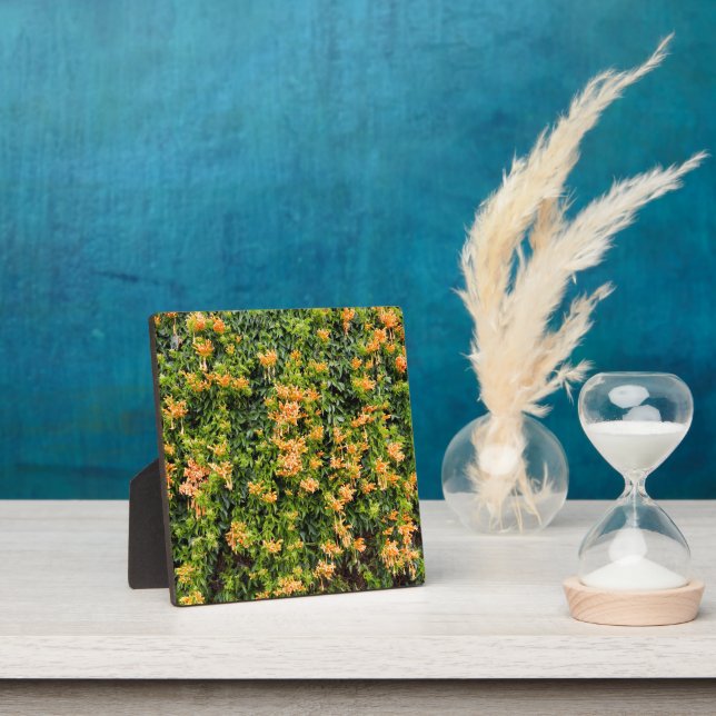 Orangefarbene Blume an einer Mauer, Fotoplatte (InSitu)