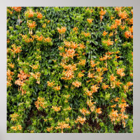 Orangefarbene Blume an einer Mauer,