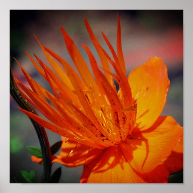 Orangefarbene Blume bei Sonnenschein Poster (Vorne)