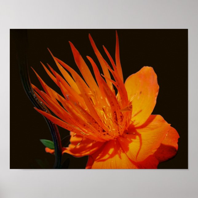 Orangefarbene Blume bei Sonnenschein Poster (Vorne)