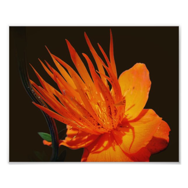 Orangefarbene Blume im Sonnenschein 8x10 Fotodruck (Vorne)