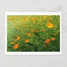 Orangefarbene Blume: Japan Postkarte