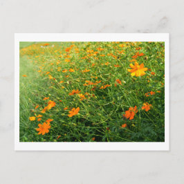 Orangefarbene Blume: Japan Postkarte