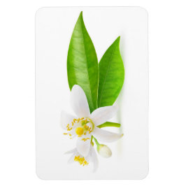 Orangefarbene Blume Magnet