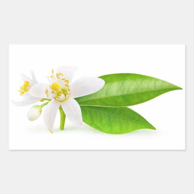 Orangefarbene Blume Rechteckiger Aufkleber (Vorderseite)