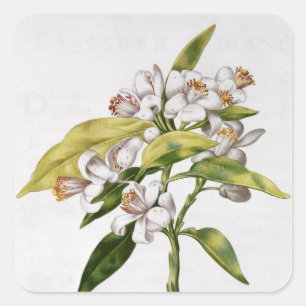 Orangefarbene Blume von "La Guirlande de de Julie" Quadratischer Aufkleber