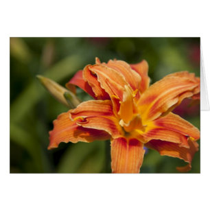 Orangefarbene Brillianz