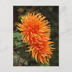 Orangefarbene Herbstdahlien-Blume Postkarte