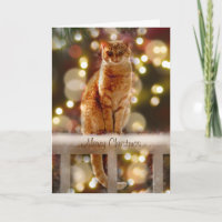 Orangefarbene Katze auf einem Zaun mit Weihnachtsb