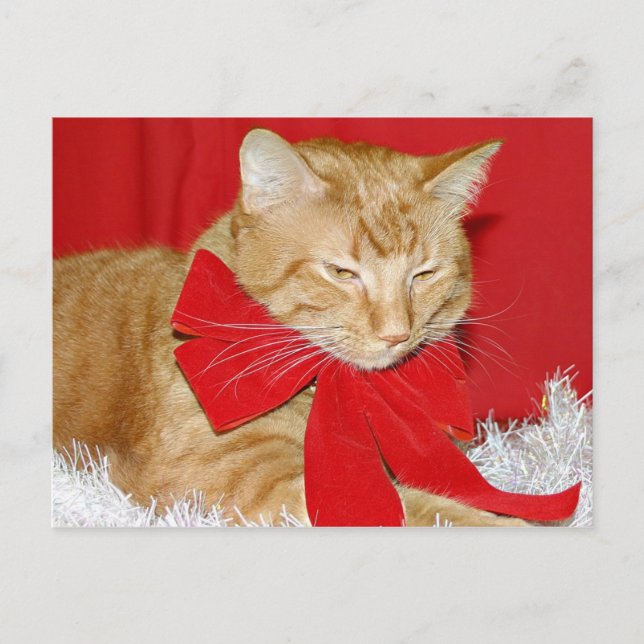Orangefarbene Katze Weihnachten (Vorderseite)